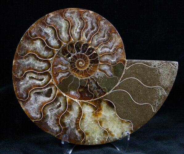 Cut and Polished Ammonite (Half) #7337
